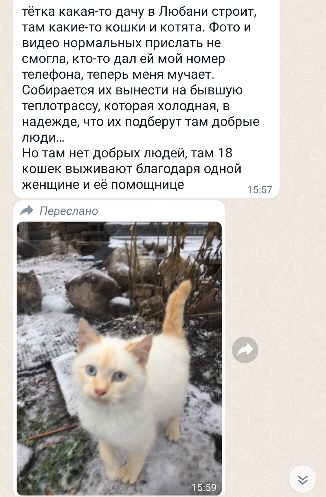 Очень нужен дом котятам и коту. Завтра дачница из-за холода уезжает и котов  вывозит. Любань СПб и ЛО | Пикабу