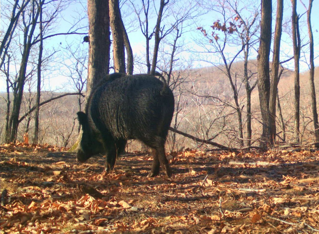 The main thing is the ponytail up - Boar, Wild animals, National park, Land of the Leopard, Positive, wildlife, Phototrap, Artiodactyls, Ungulates, The photo, Longpost