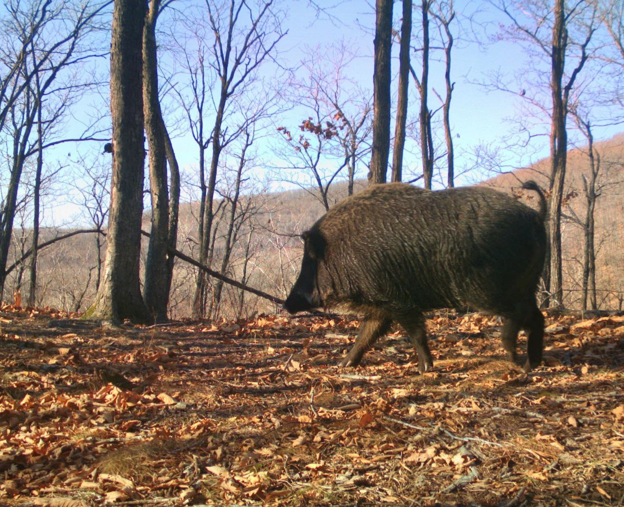 The main thing is the ponytail up - Boar, Wild animals, National park, Land of the Leopard, Positive, wildlife, Phototrap, Artiodactyls, Ungulates, The photo, Longpost