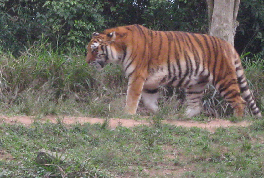 How wild cats are distributed around the world - My, Informative, Interesting, Cat family, Longpost