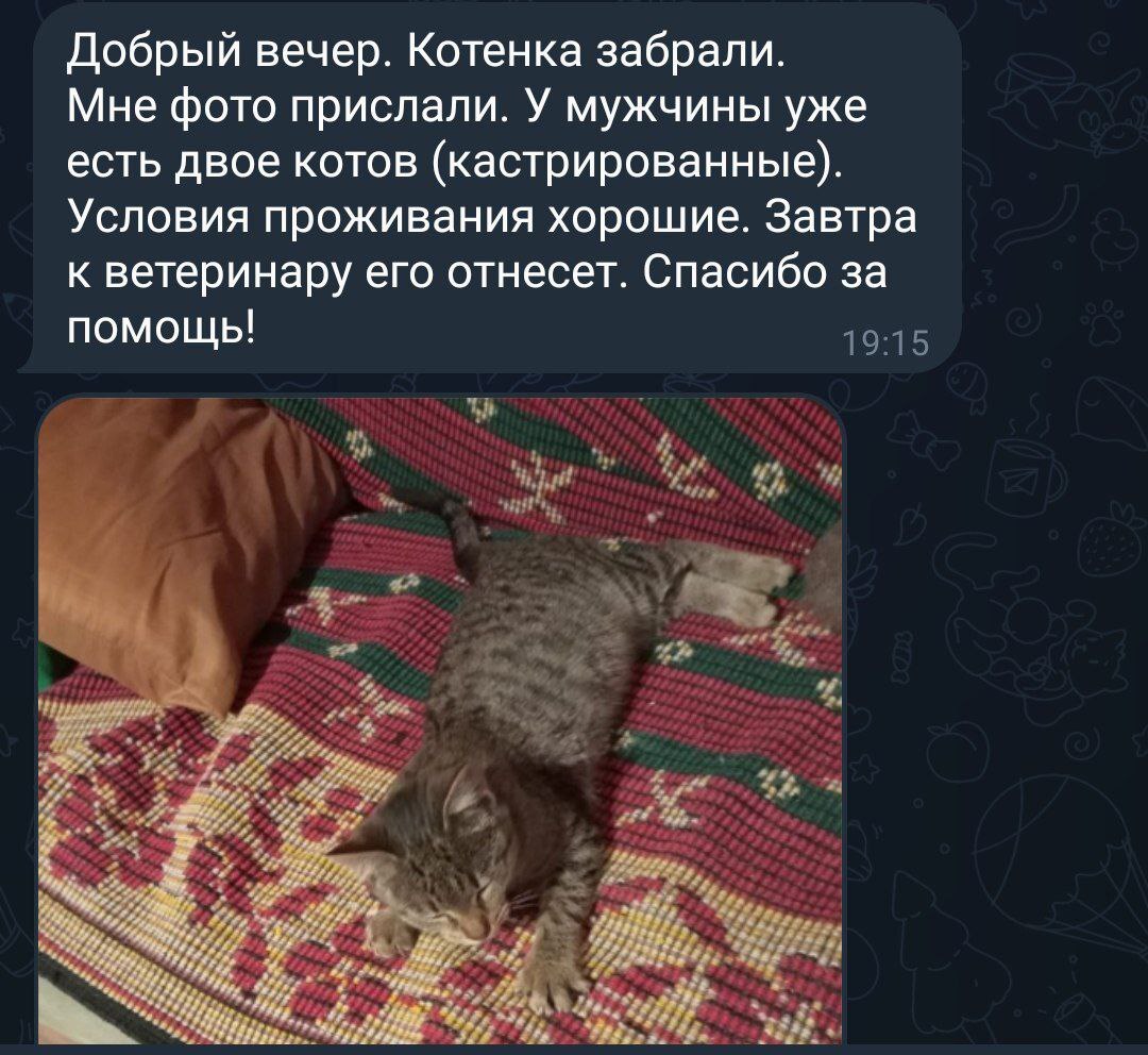 Продолжение поста «Родила кошка, привезенная дачниками. Люди уехали, котят  оставили. Нужен дом. СНТ пустое. Их ждет только смерть. ЛО, Тосно» | Пикабу