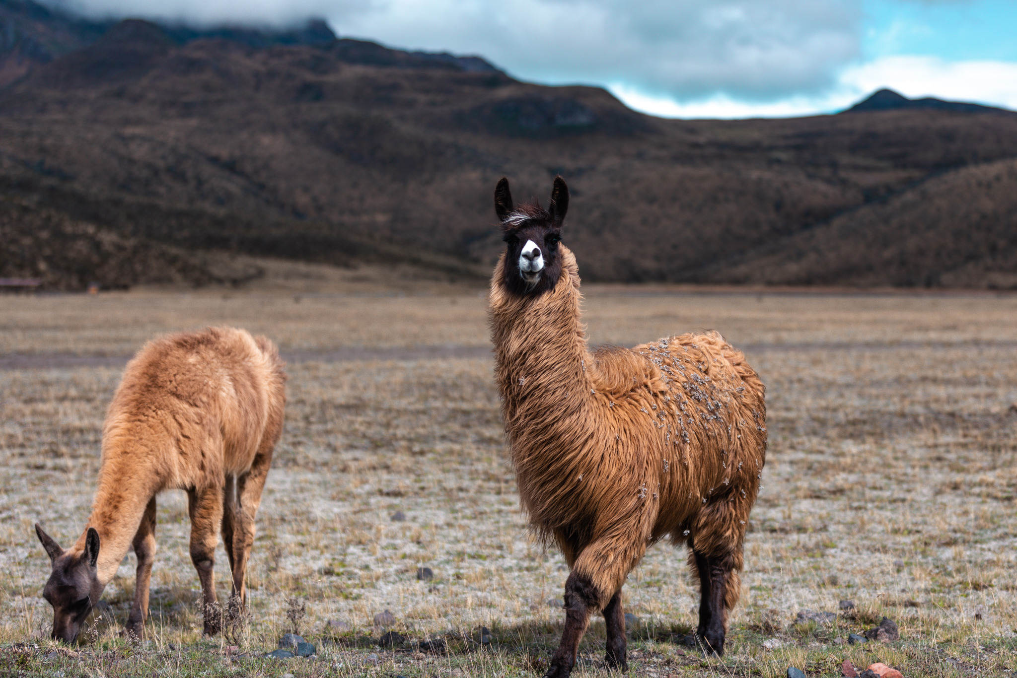 Cotopaxi - My, The photo, Travels, Llama, Ecuador