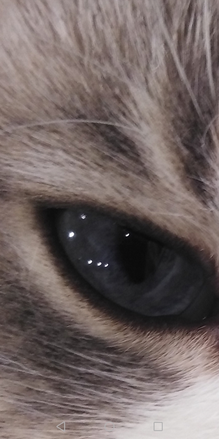 Guess the animal - My, Animals, Mystery, Humor, Longpost, cat