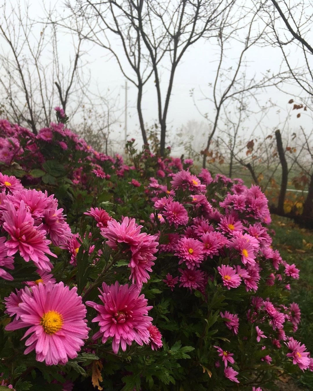 Foggy morning - My, Mobile photography, Chrysanthemums, Autumn, Fog