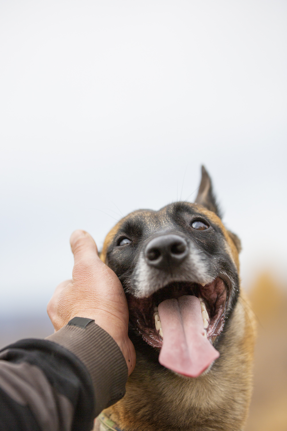 For us they are a page in life, and for them we are the whole life. - My, Dog, Malinois, Longpost, Belgian shepherd