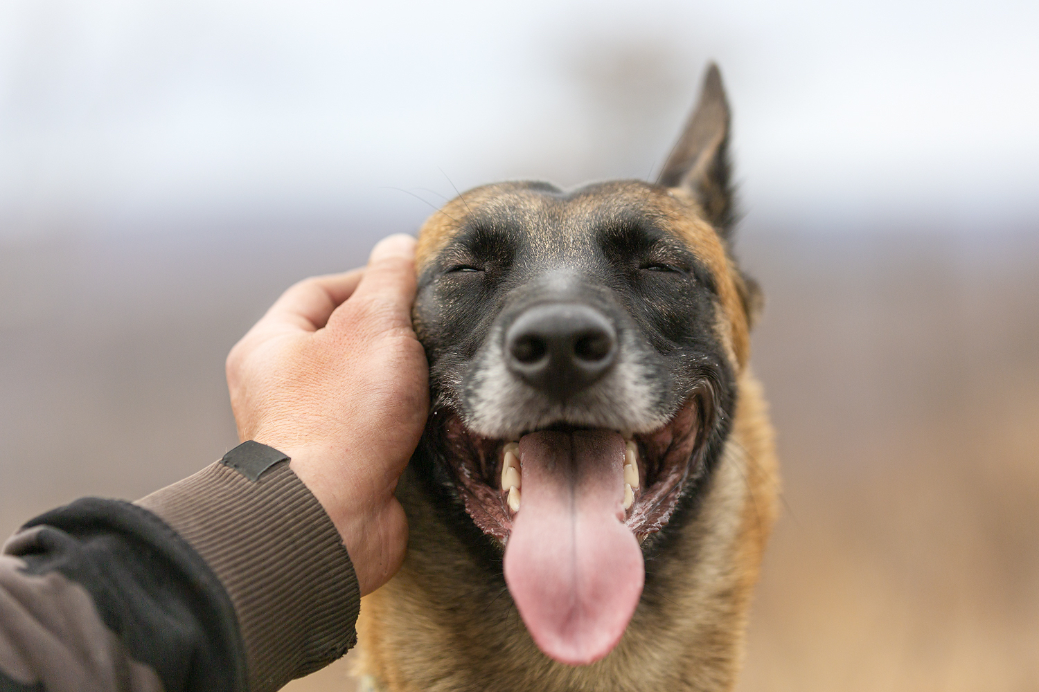 For us they are a page in life, and for them we are the whole life. - My, Dog, Malinois, Longpost, Belgian shepherd