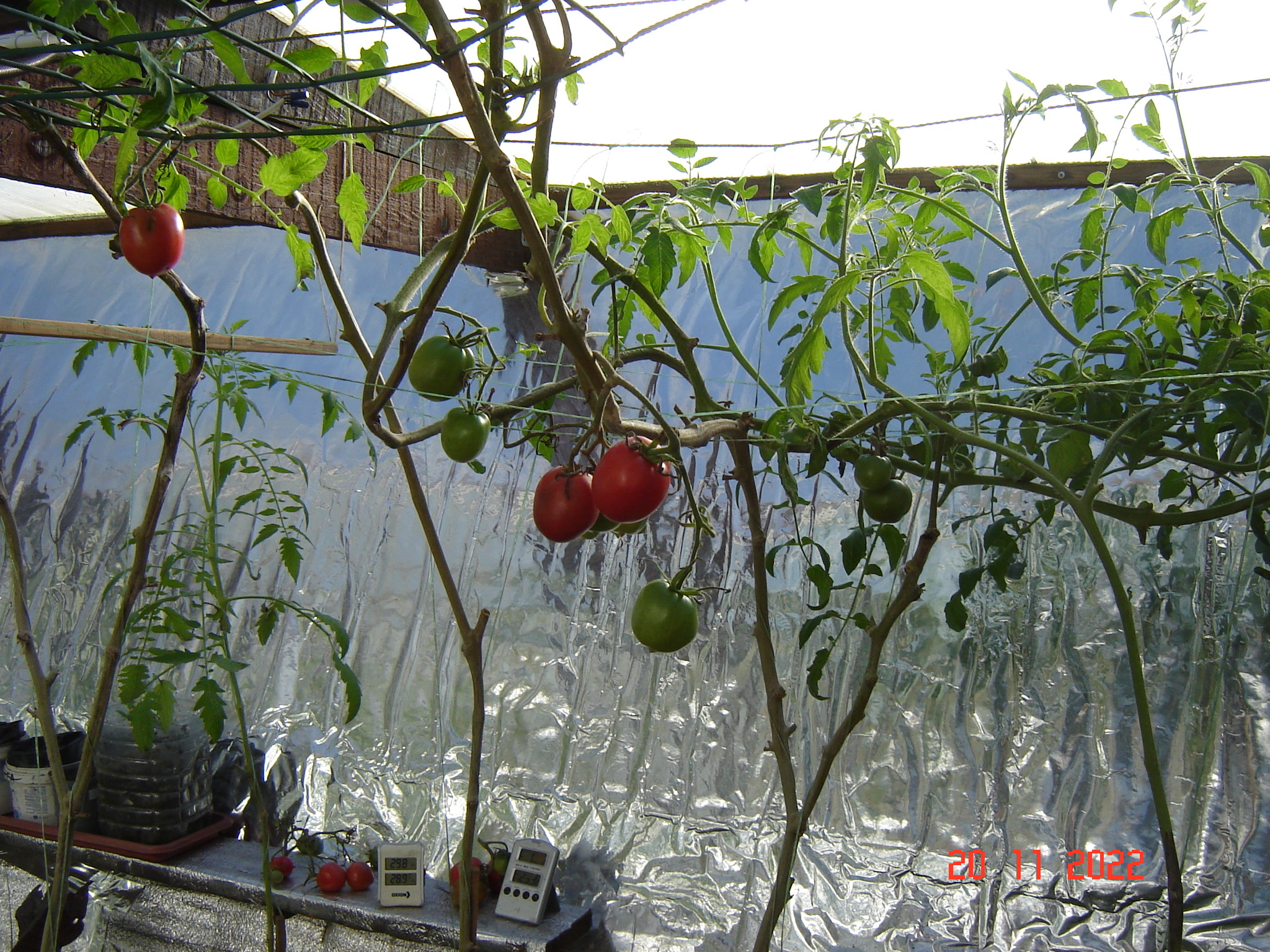 Such a warm November day - My, Tomatoes, Cucumbers, Краснодарский Край, Longpost