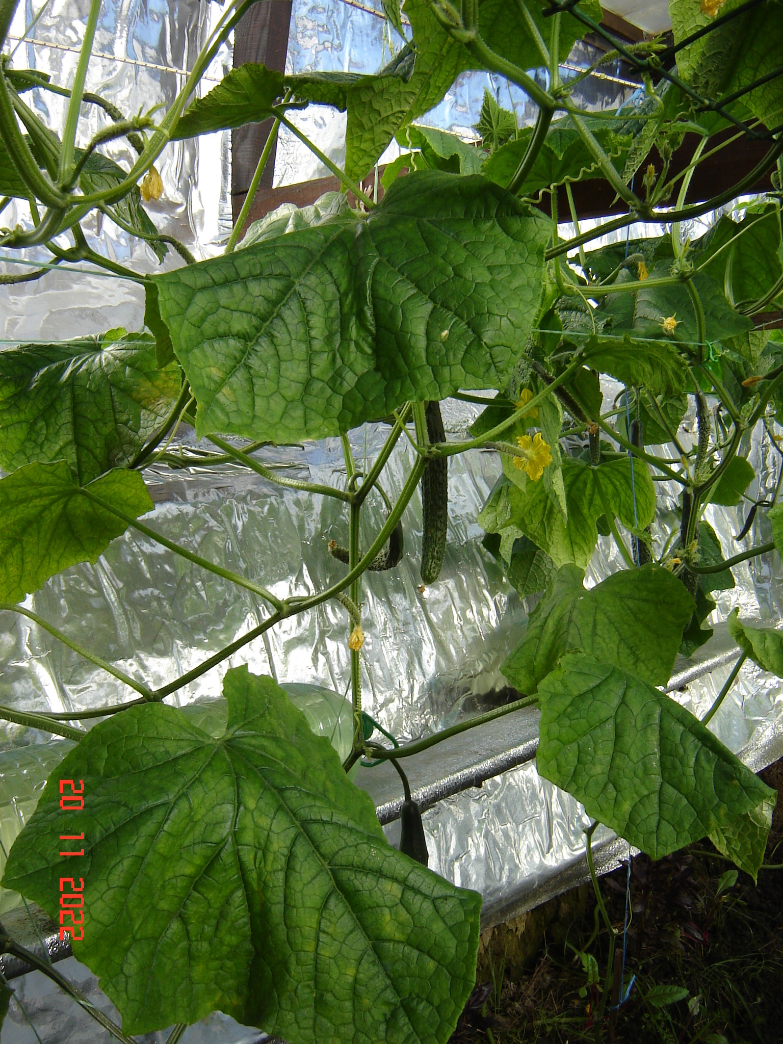 Such a warm November day - My, Tomatoes, Cucumbers, Краснодарский Край, Longpost