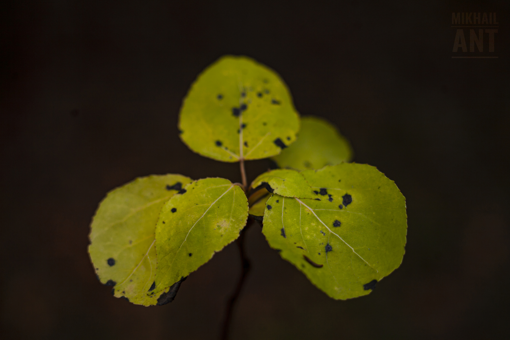 Photography | Canon EOS 5D Mark I + Industar-61L/3-MS | The first echoes of autumn - My, Canon, The photo, Horizontal layout, Evening, Nature, Forest, Tree, Foliage, Leaves, Sheet, Plants