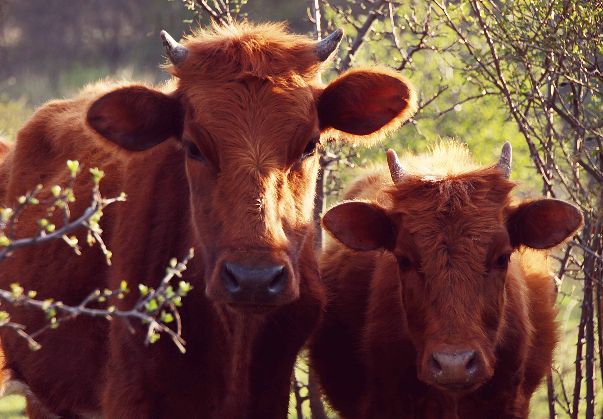 Red beauties. Cows from the Krasnodar Territory - My, Cow, The photo, Animals