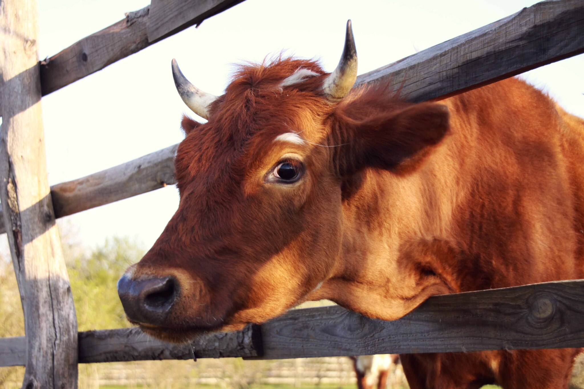 Red beauties. Cows from the Krasnodar Territory - My, Cow, The photo, Animals