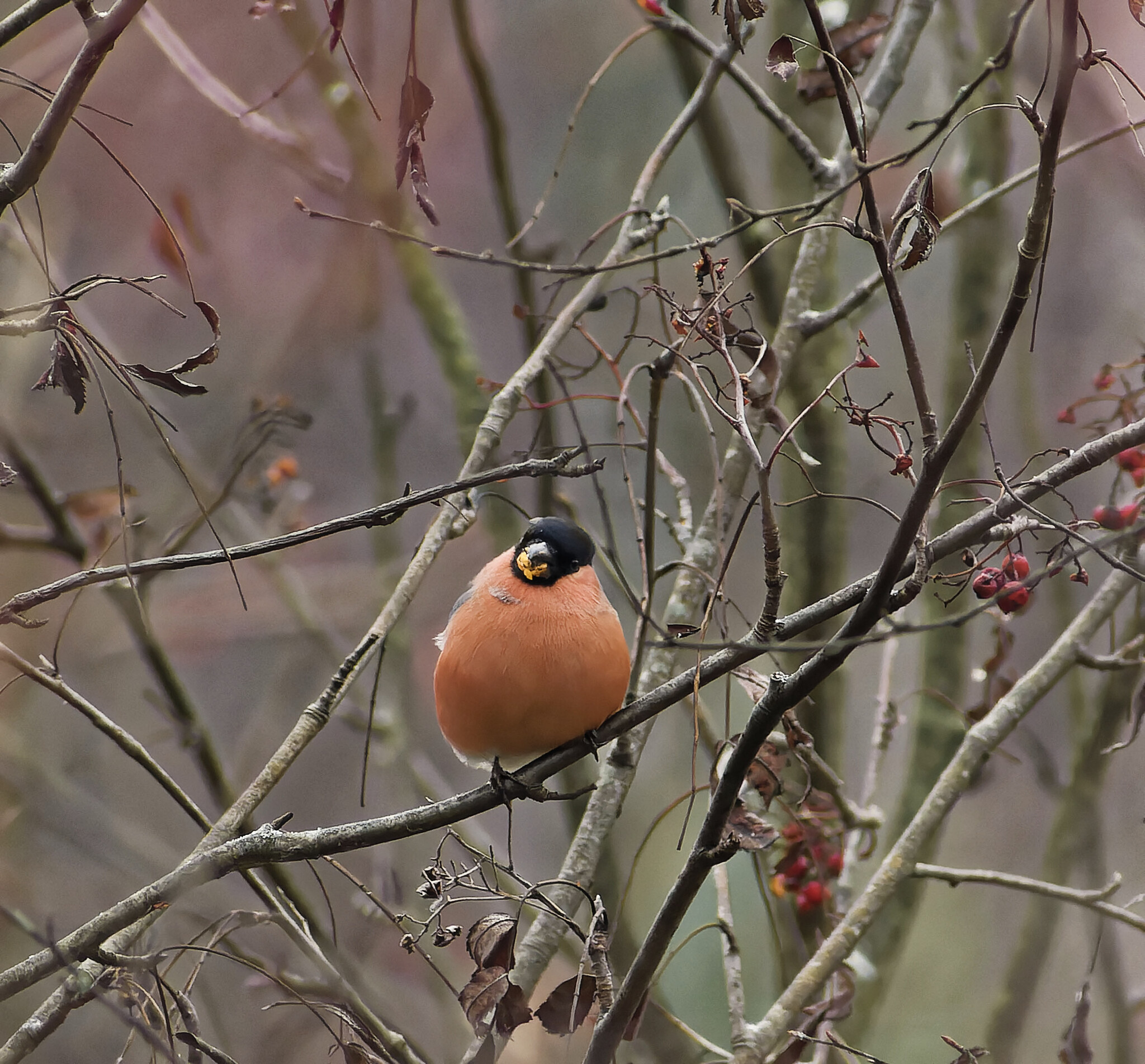 Red glutton - My, Nature, Photo hunting, The nature of Russia, Birds, Bullfinches, Hobby, Autumn, The photo, Schelkovo