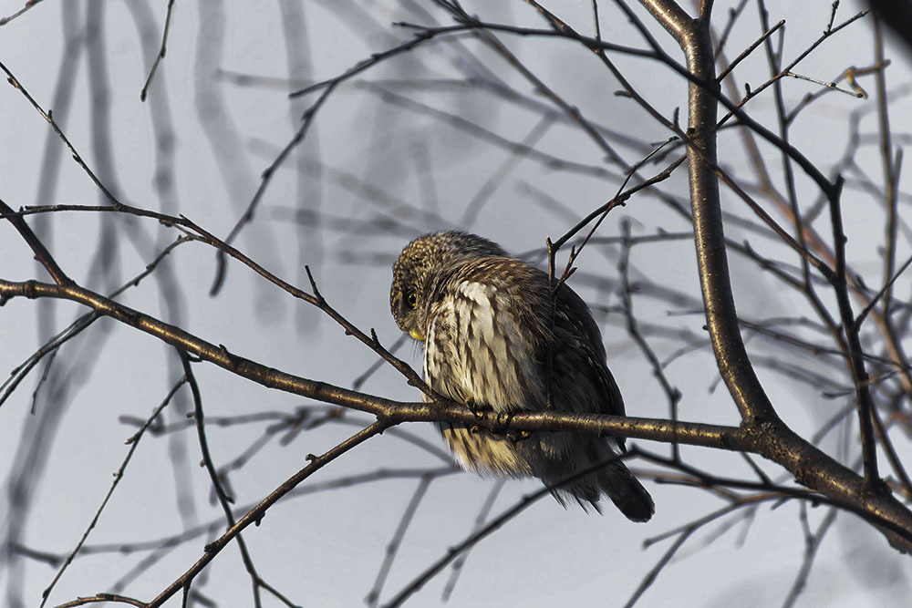 Let's kick another stump - My, Nature, Photo hunting, The nature of Russia, Birds, Predator birds, Ornithology, Owl, Hobby, Autumn, The photo, Longpost, Sparrow owl, Owl