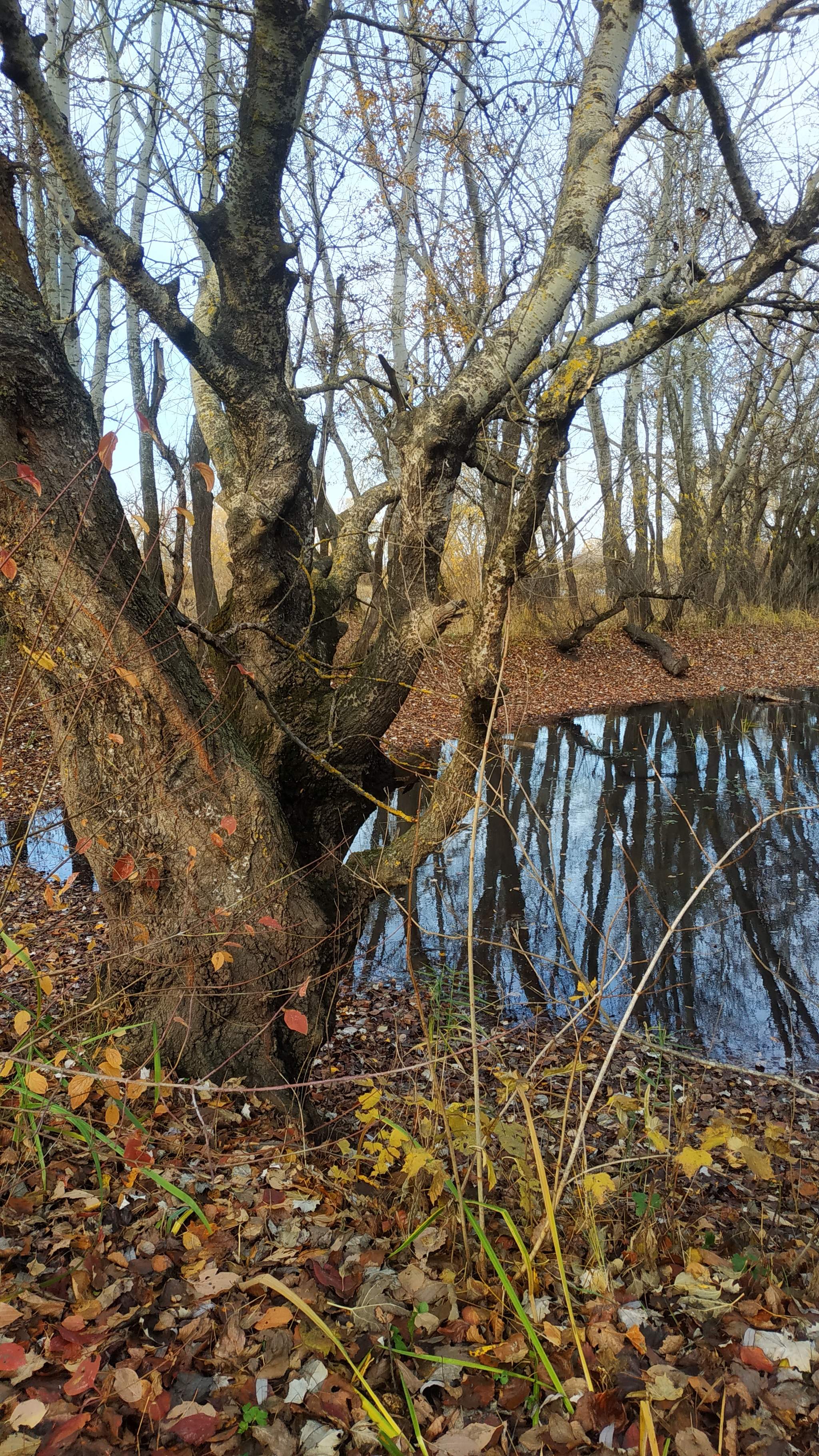 Autumn in the Kuban - My, Autumn, Kuban River, Dandelion, Chamomile, Nature, Fox, Longpost