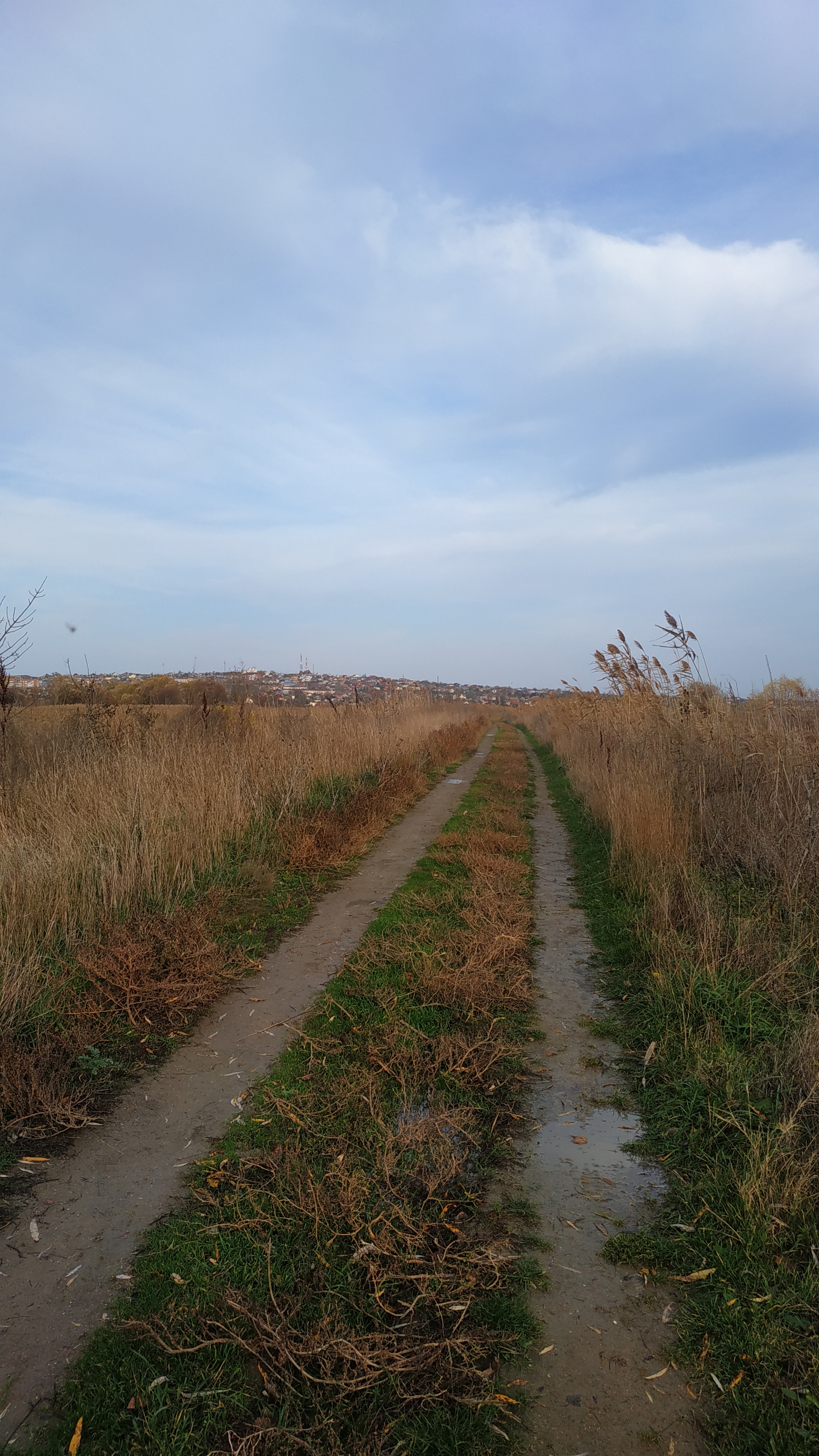 Autumn in the Kuban - My, Autumn, Kuban River, Dandelion, Chamomile, Nature, Fox, Longpost