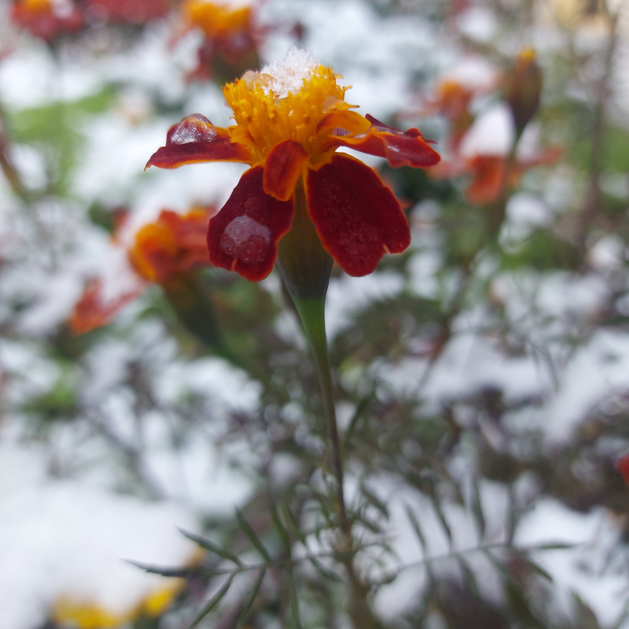 First snowflakes - My, Mobile photography, Snow, Flowers, First snow, The winter is coming, Winter