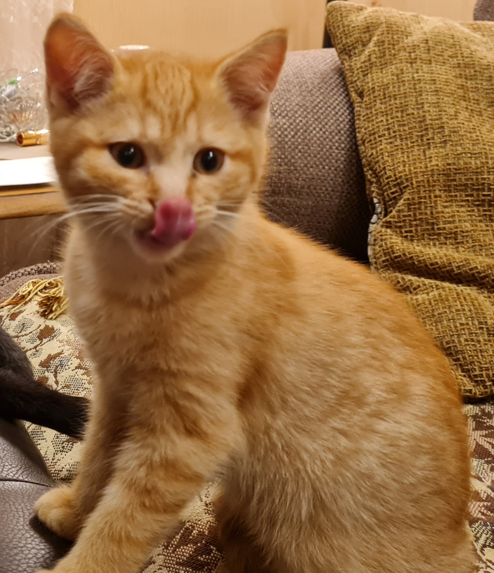 Alice. Three-month-old chick - Redheads, cat, Milota, My, The photo