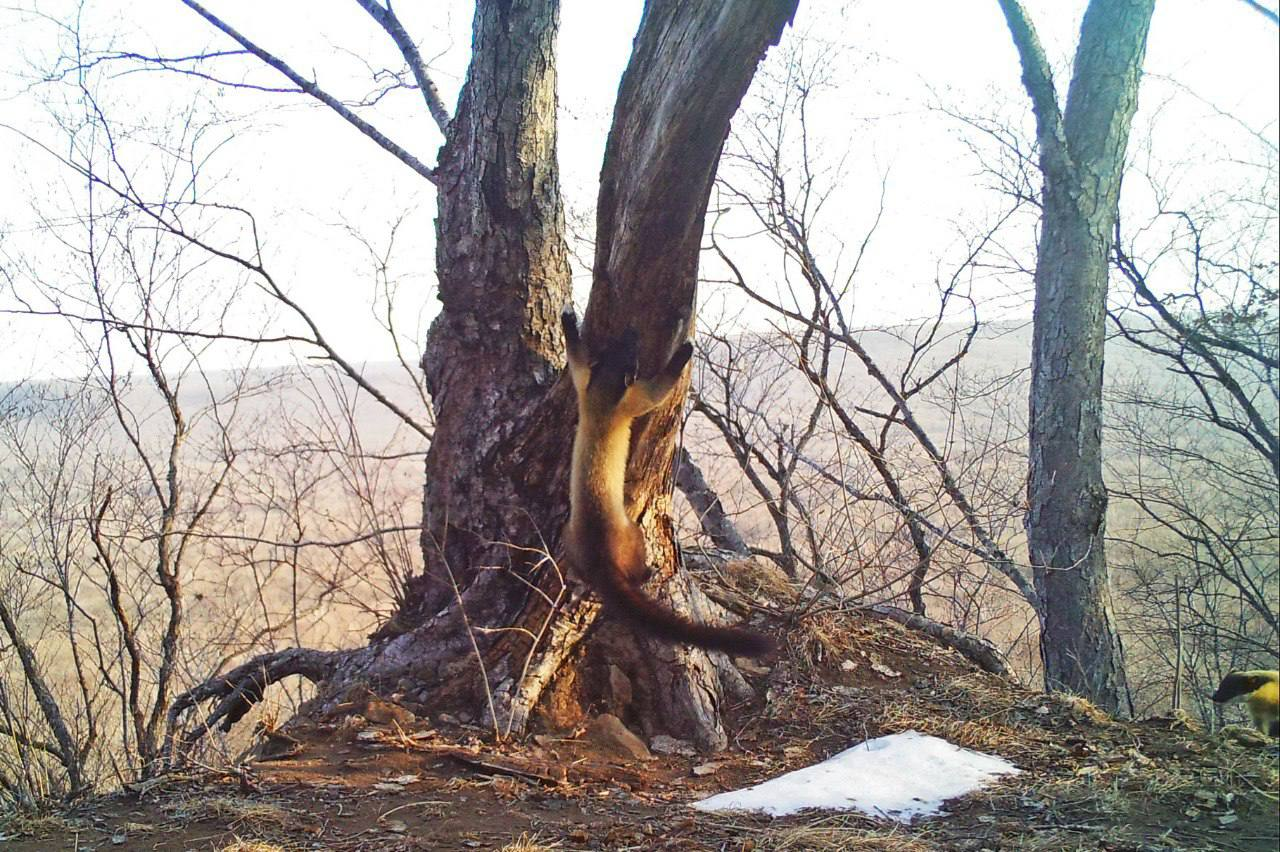 Almost like a spider - Kharza, Wild animals, Cunyi, Predatory animals, National park, Land of the Leopard, wildlife, Phototrap, Tree, Primorsky Krai, The photo