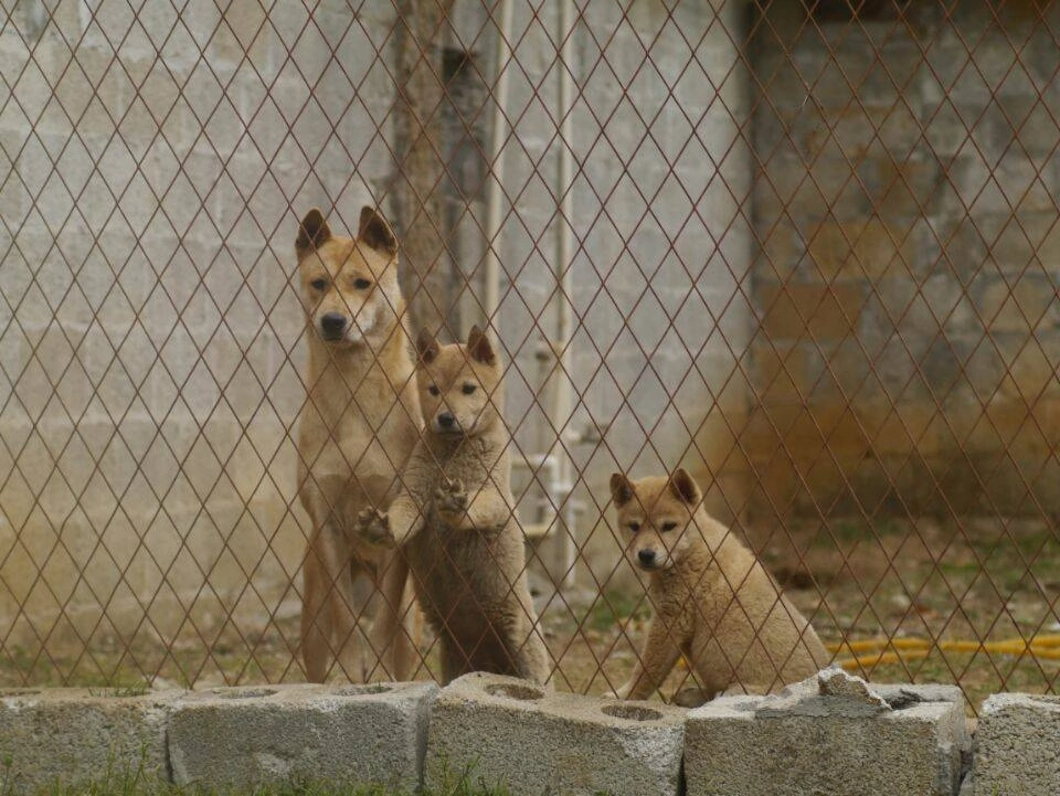 Journey to China. Primitive natural dog breeds - Puppies, Service dogs, Dog, Training, Longpost