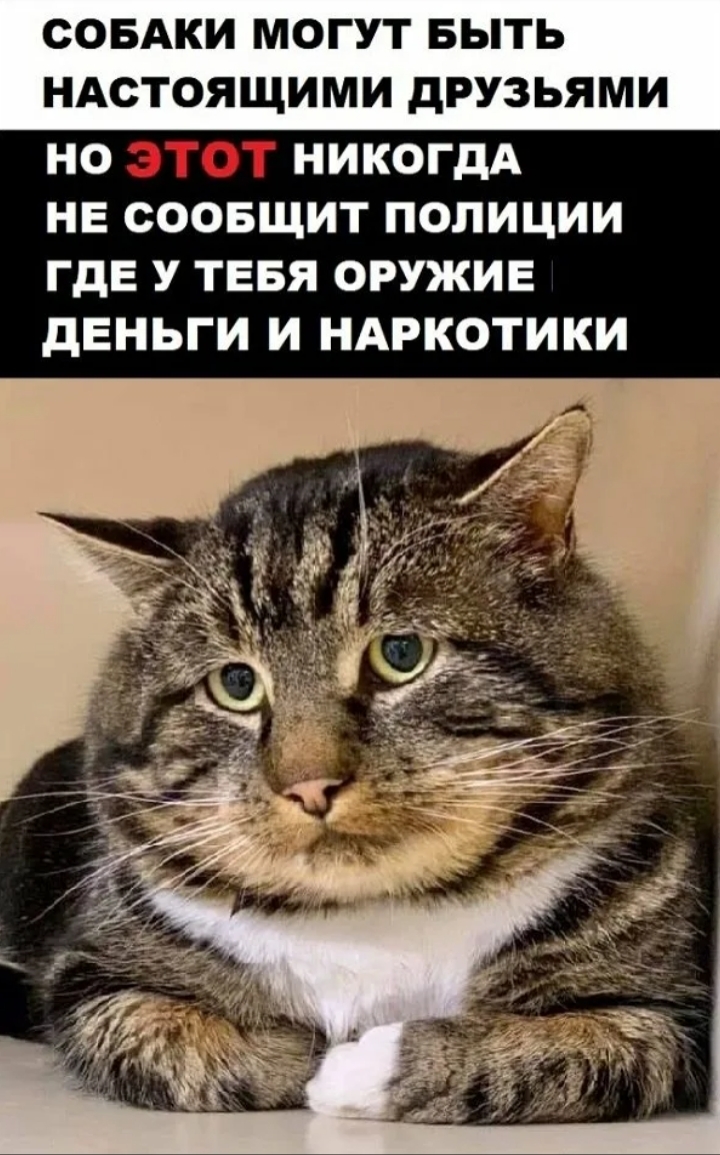 It's true - cat, Picture with text, Humor, Text