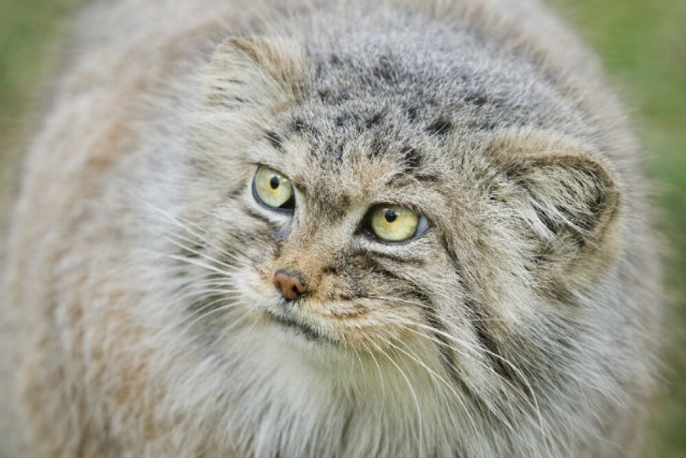 Пушистость | Пикабу