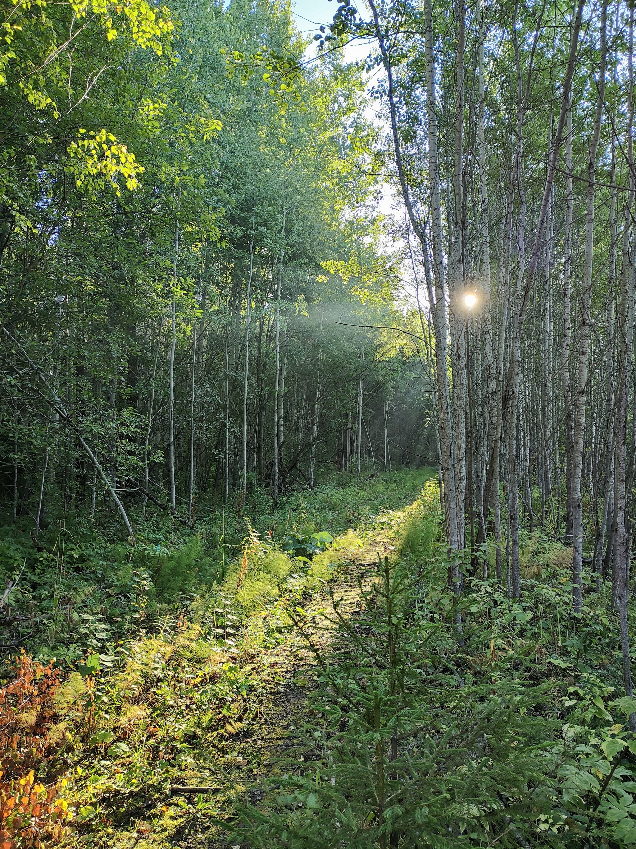 August - My, Summer, Forest, Railway