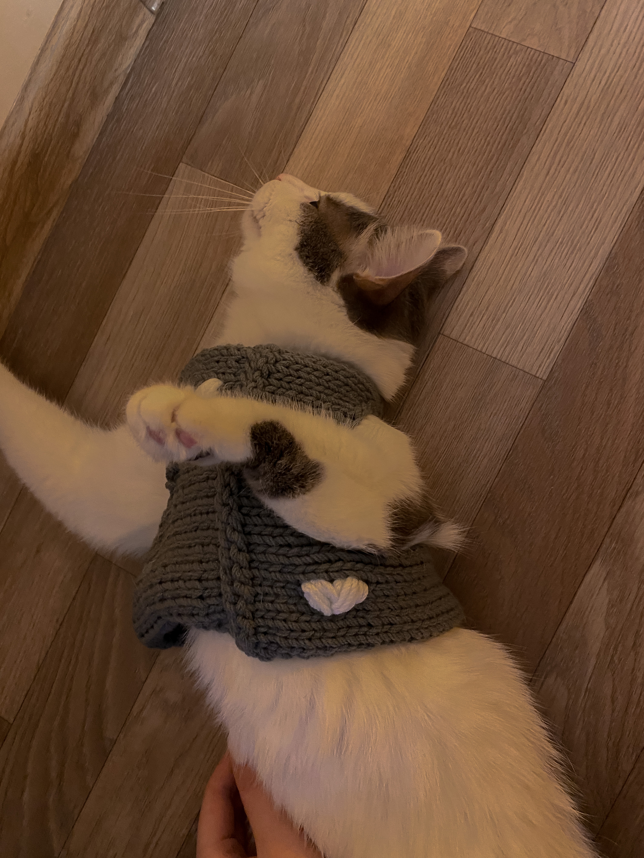 Knitted sweater for a cat - My, Knitting, cat, Clothes for animals, Needlework, Longpost