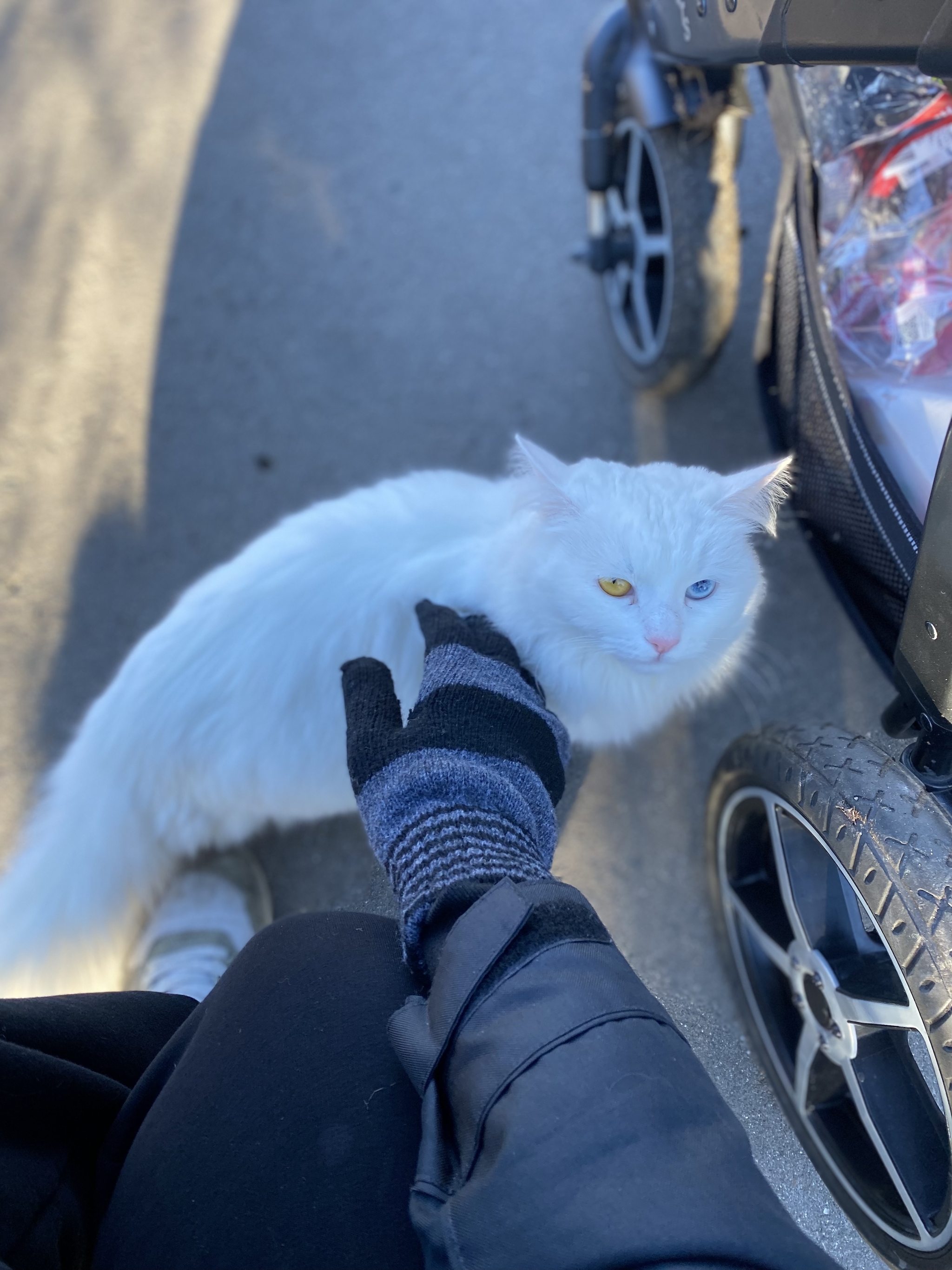 Gorgeous country blond - My, Pass mode, Milota, cat, Heterochromia, Longpost