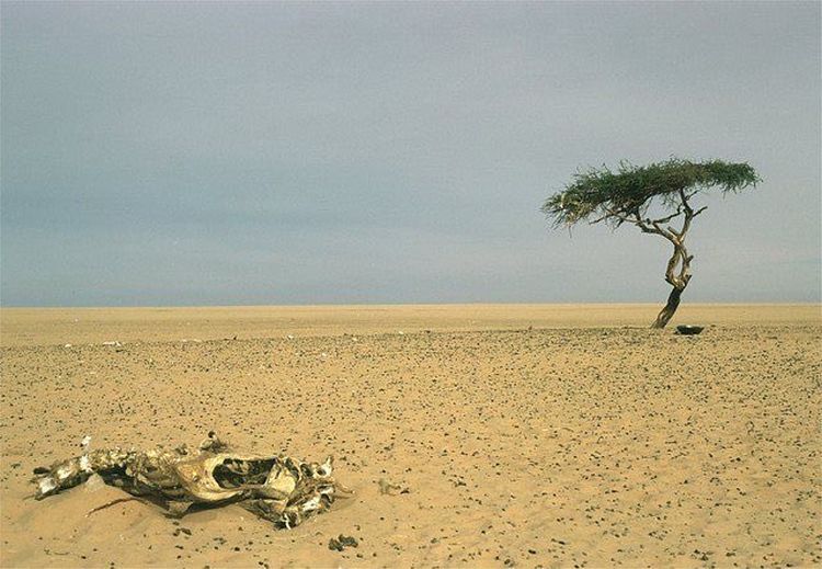 The loneliest tree on earth and the worst driver - Tree, Fail, Interesting, Desert, Longpost