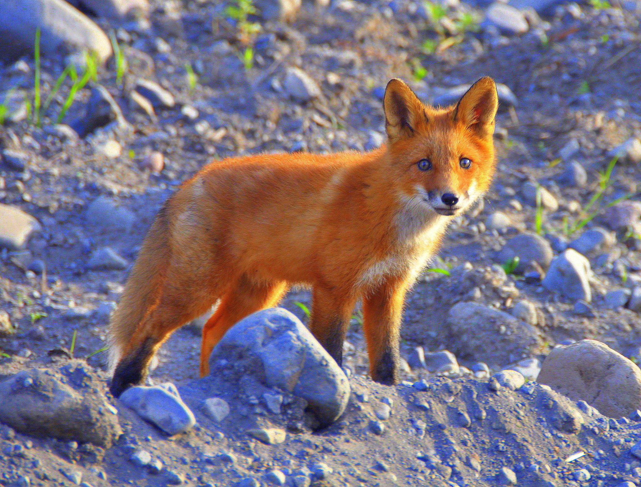 On the street everything is gray and white, but I want fire - Kamchatka, Tourism, Ust-Kamchatsk, Fox, Wild animals