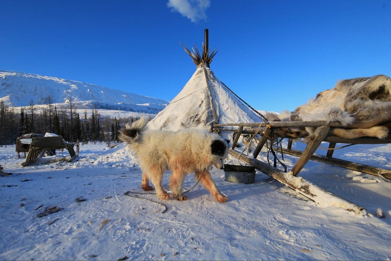 DEER GONNA LIKA THIS IS 75 PER CENT OF THE BLOODY OF THE SHALAYKA. This determines the obedience of the hut. photo EGOR NIKIFOROV - Laika, Dog, Dog breeds, Longpost