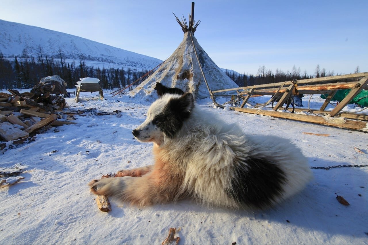 DEER GONNA LIKA THIS IS 75 PER CENT OF THE BLOODY OF THE SHALAYKA. This determines the obedience of the hut. photo EGOR NIKIFOROV - Laika, Dog, Dog breeds, Longpost