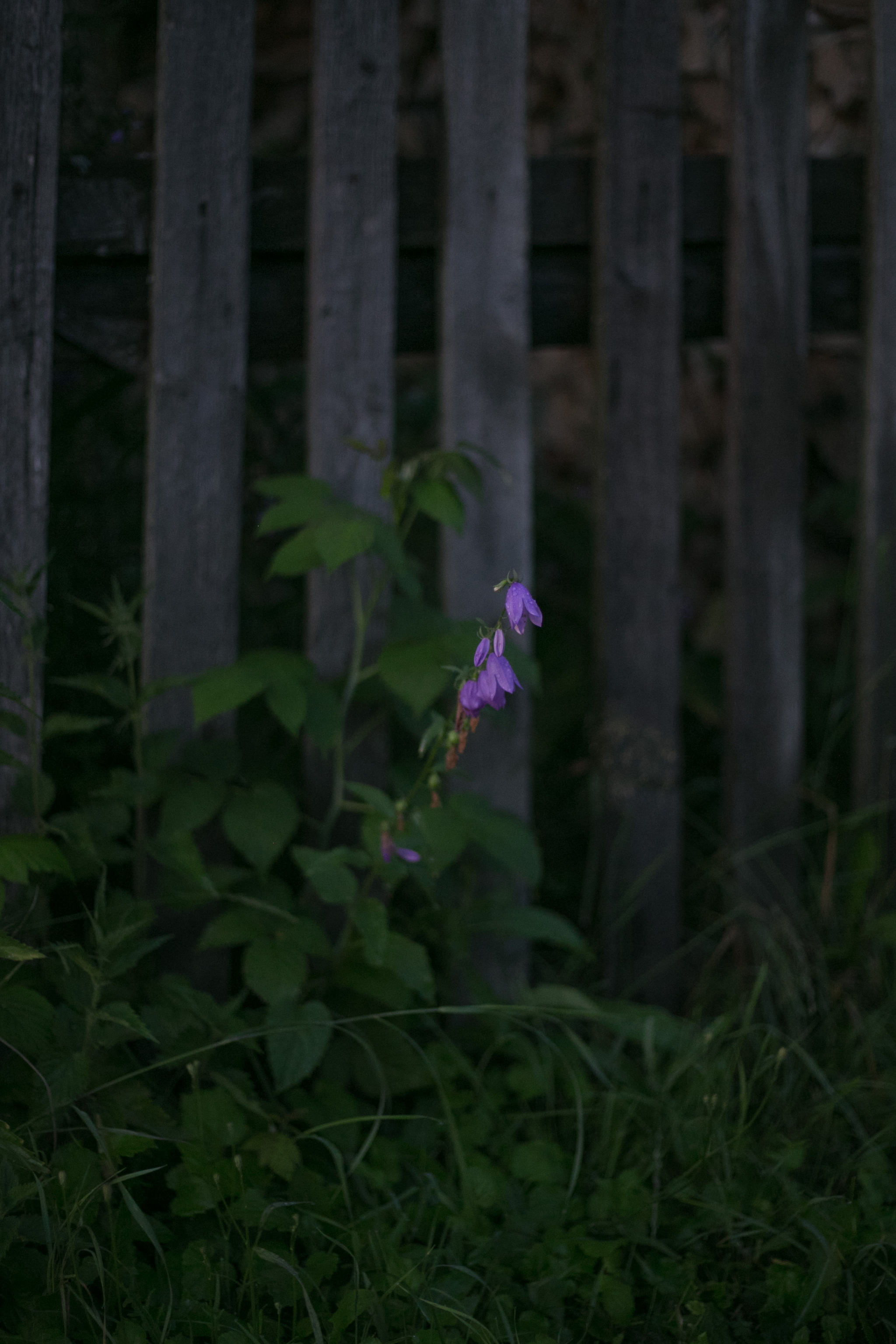 Summer twilight - My, The photo, Village, dust, Summer, Longpost