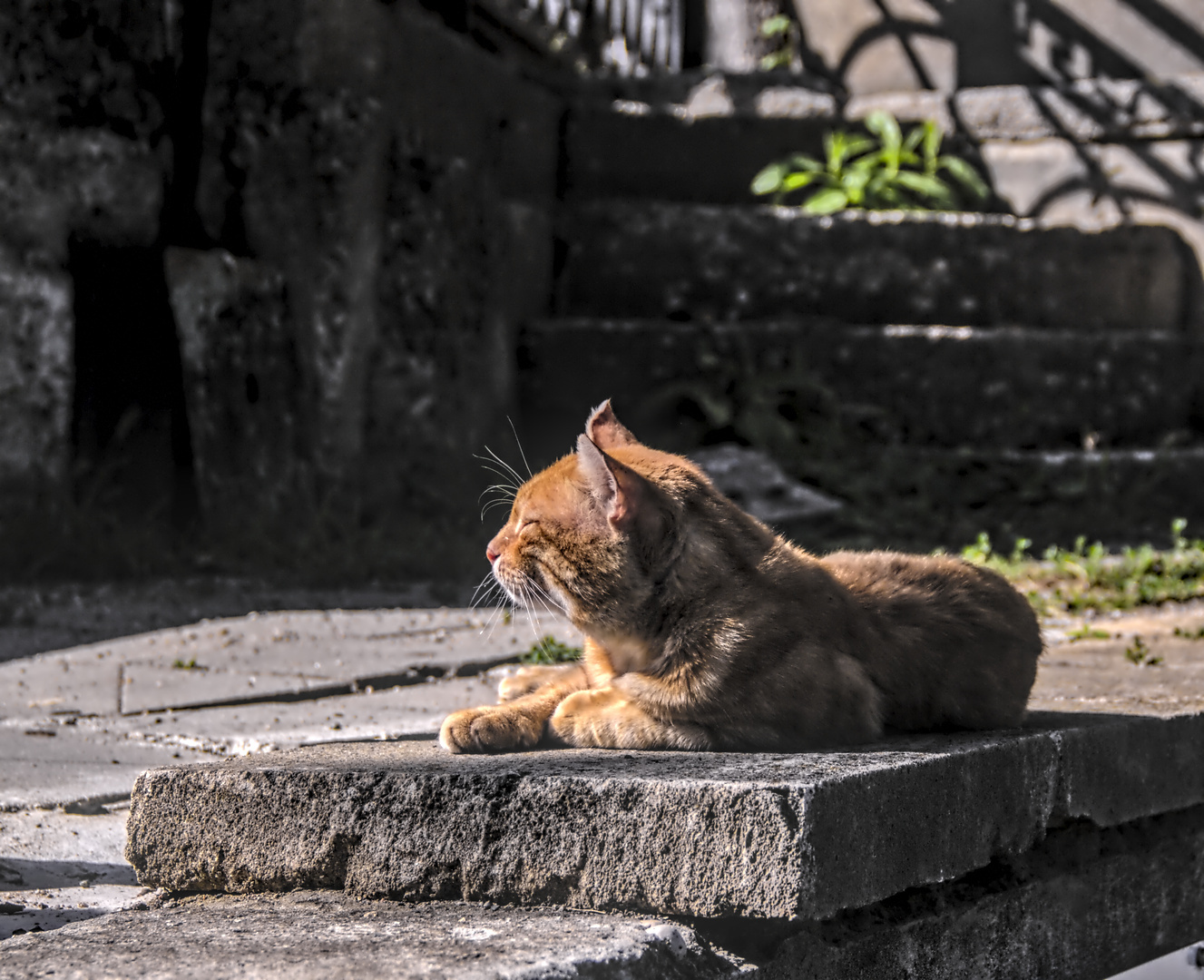 park cat - My, Canon, Zheleznovodsk, Beginning photographer, cat, City walk, The photo, Photographer