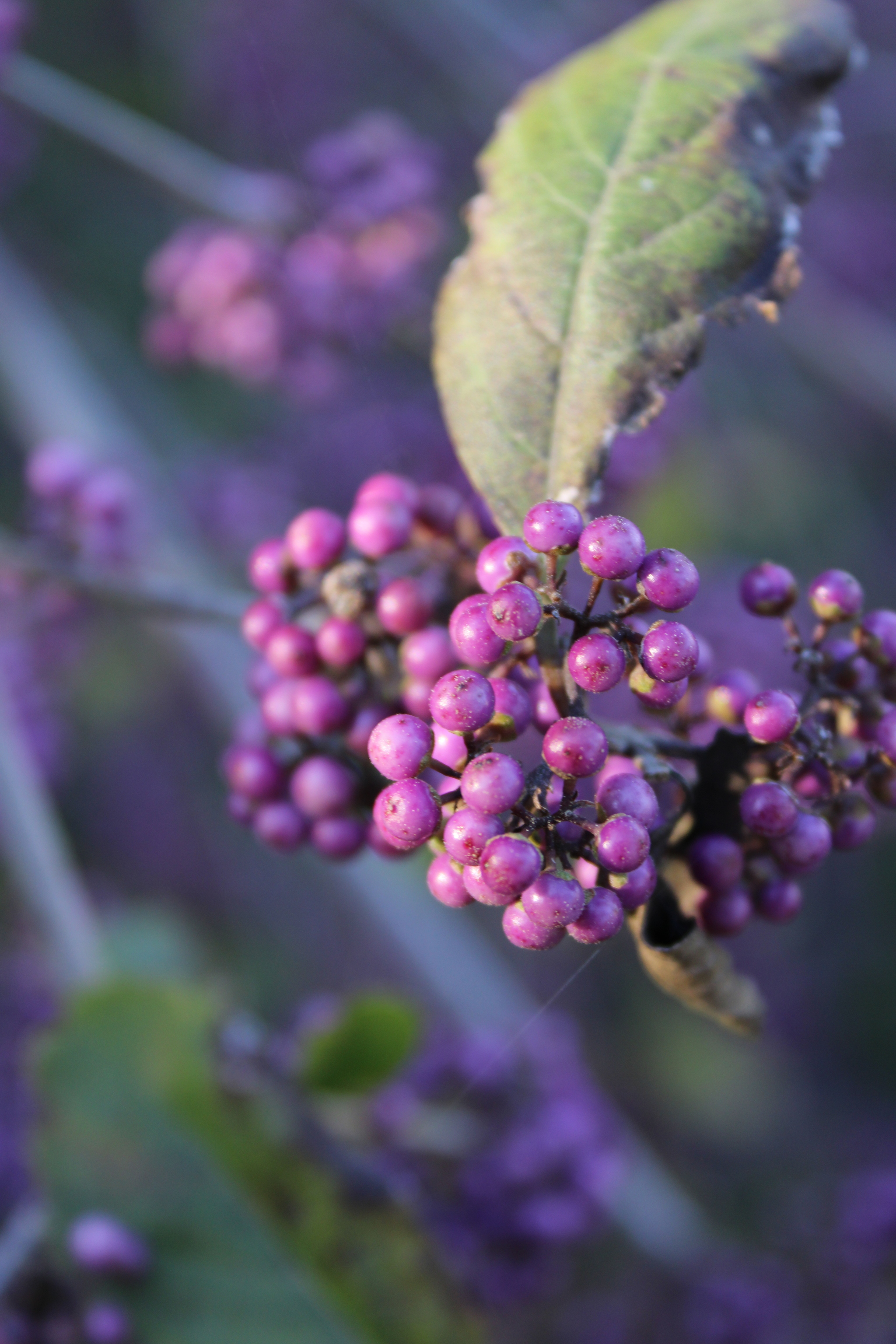 Please tell me the name of the plant - My, Nature, Canon, Longpost, What kind of plant, Looking for a name