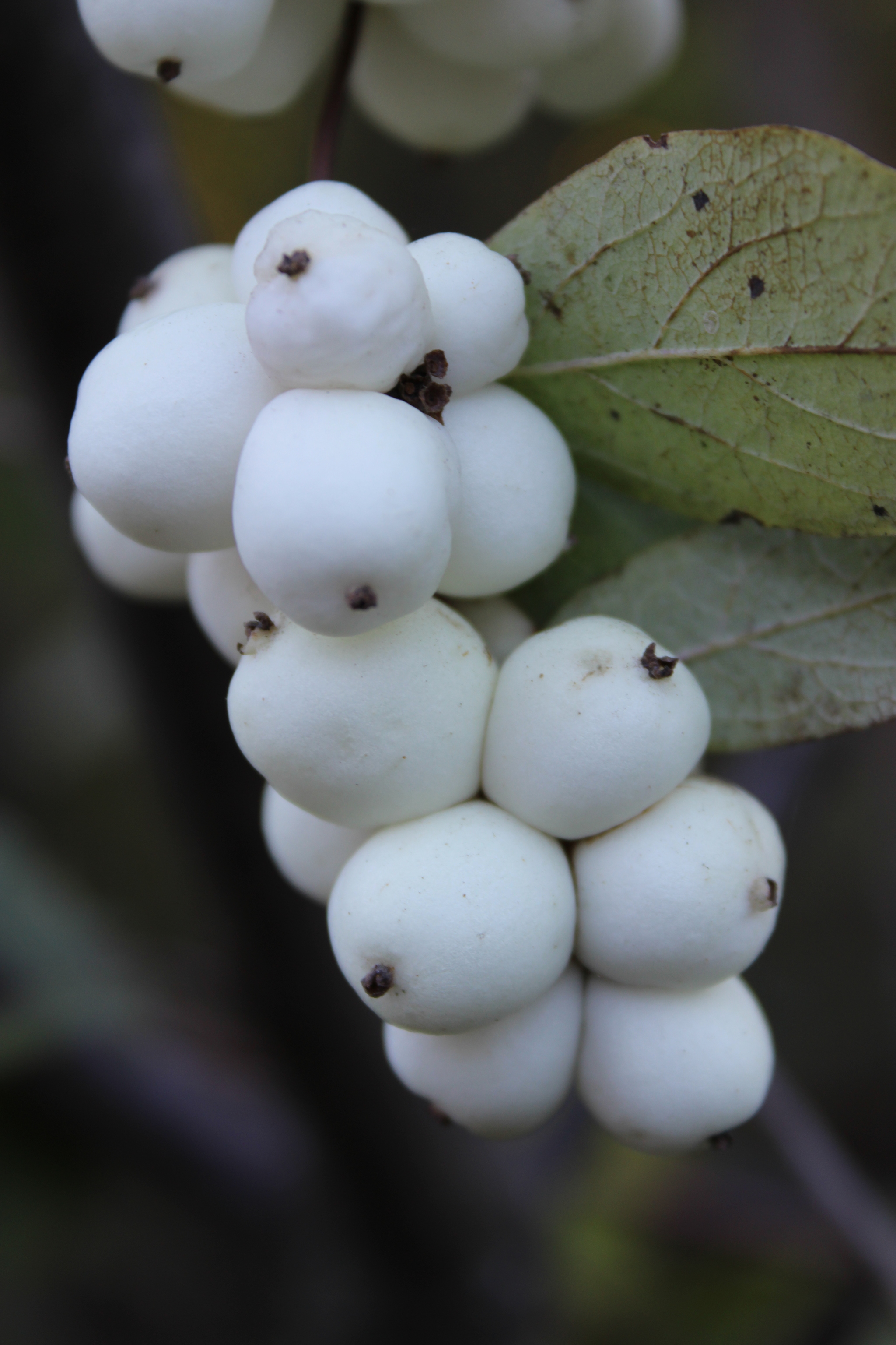 Please tell me the name of the plant - My, Nature, Canon, Longpost, What kind of plant, Looking for a name