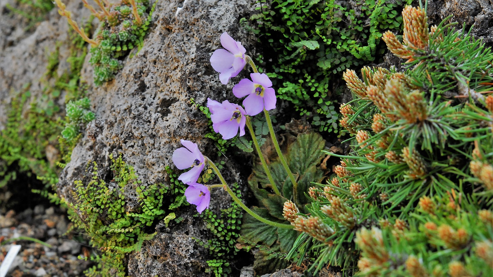 Beauty of Serbia. Lazarev Canyon - Serbia, Travels, Canyon, Phoenix, Flowers, Caves, Hajduk, Treasure, Legend, Lazarus, sights, Interesting, Mountain tourism, Video, Soundless, Longpost, Treasure hunt