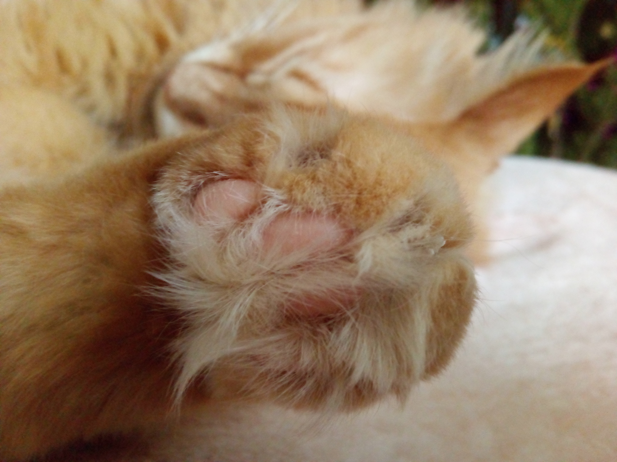 Paws - My, cat, Redheads, Paws, Longpost