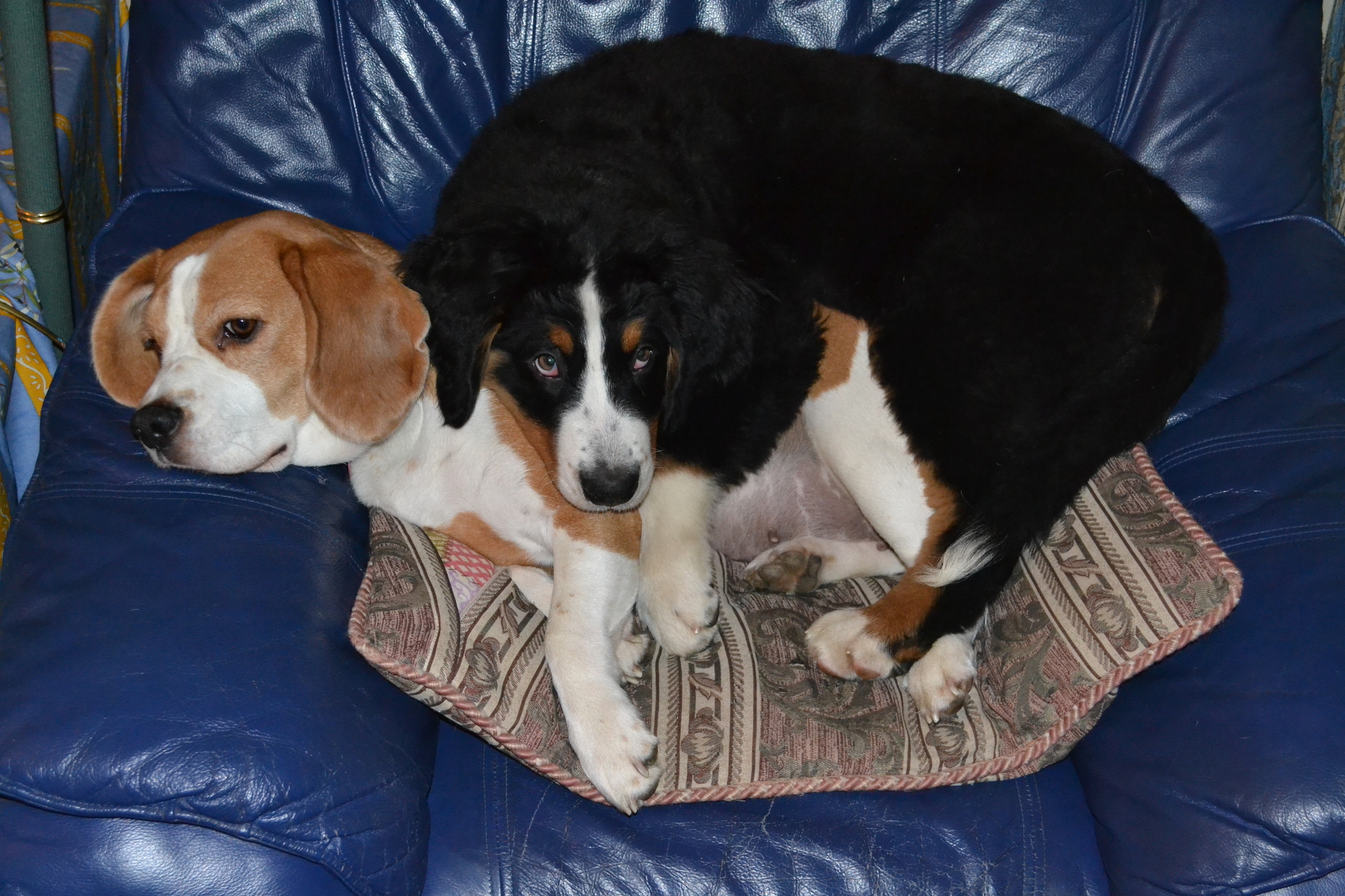 Habit - My, Dog, Bernese mountain dog, Beagle, Impudence