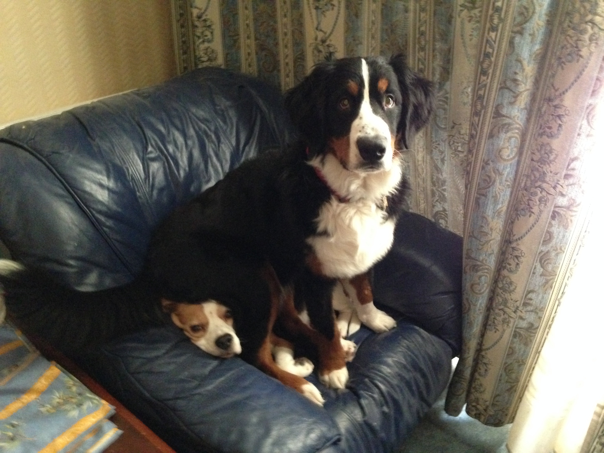 Habit - My, Dog, Bernese mountain dog, Beagle, Impudence