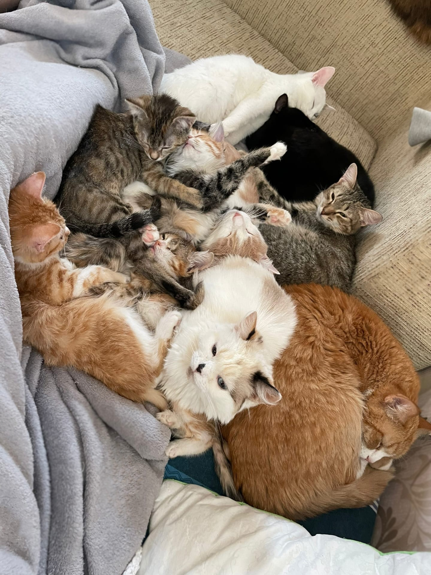 Котокучка | Пикабу