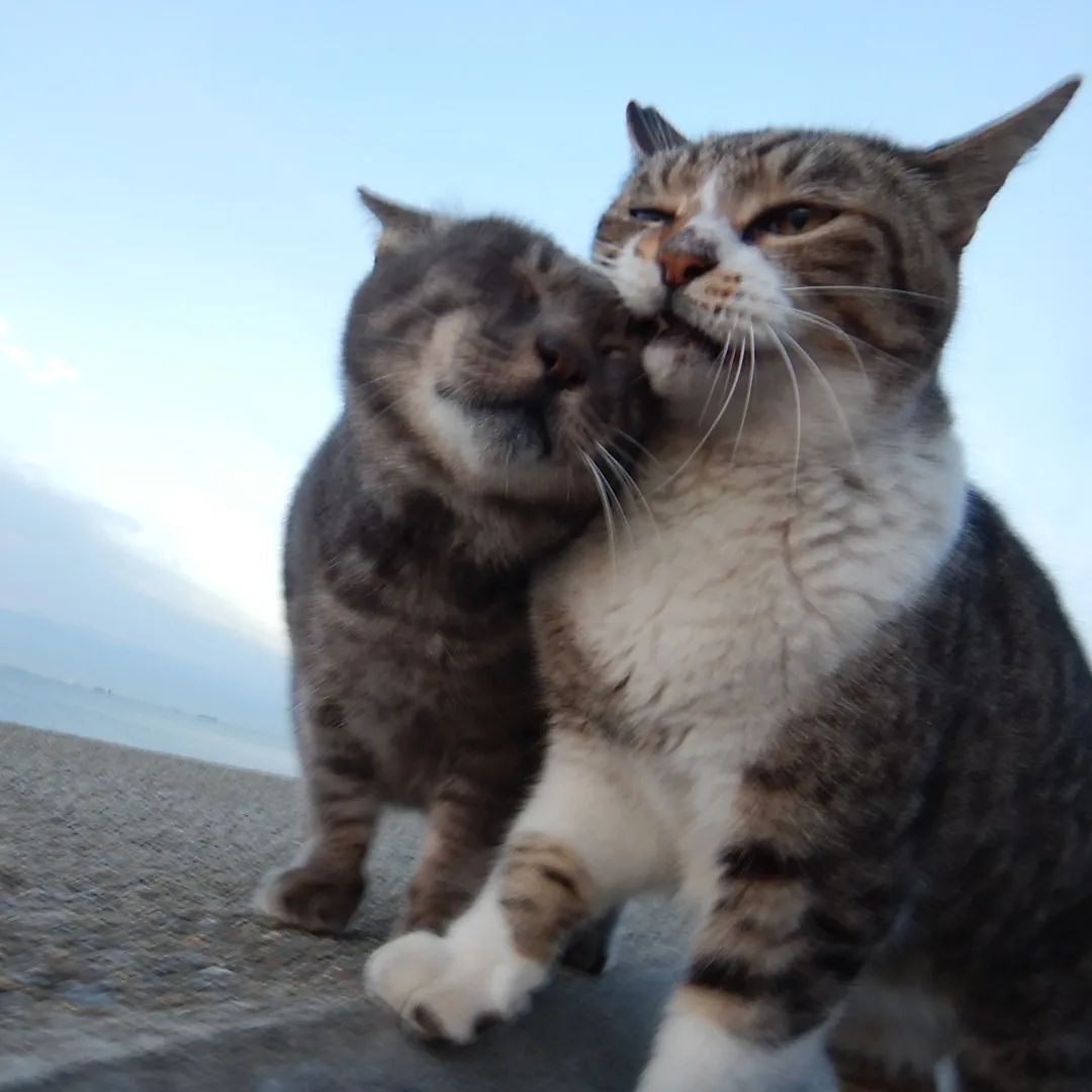 Without telling anyone, a resident of Japan has been running a YouTube channel for 8 years, uploading videos with street cats, which he feeds - Kindness, Homeless animals, Animals, cat, Kittens, Animal Rescue, Longpost, Video