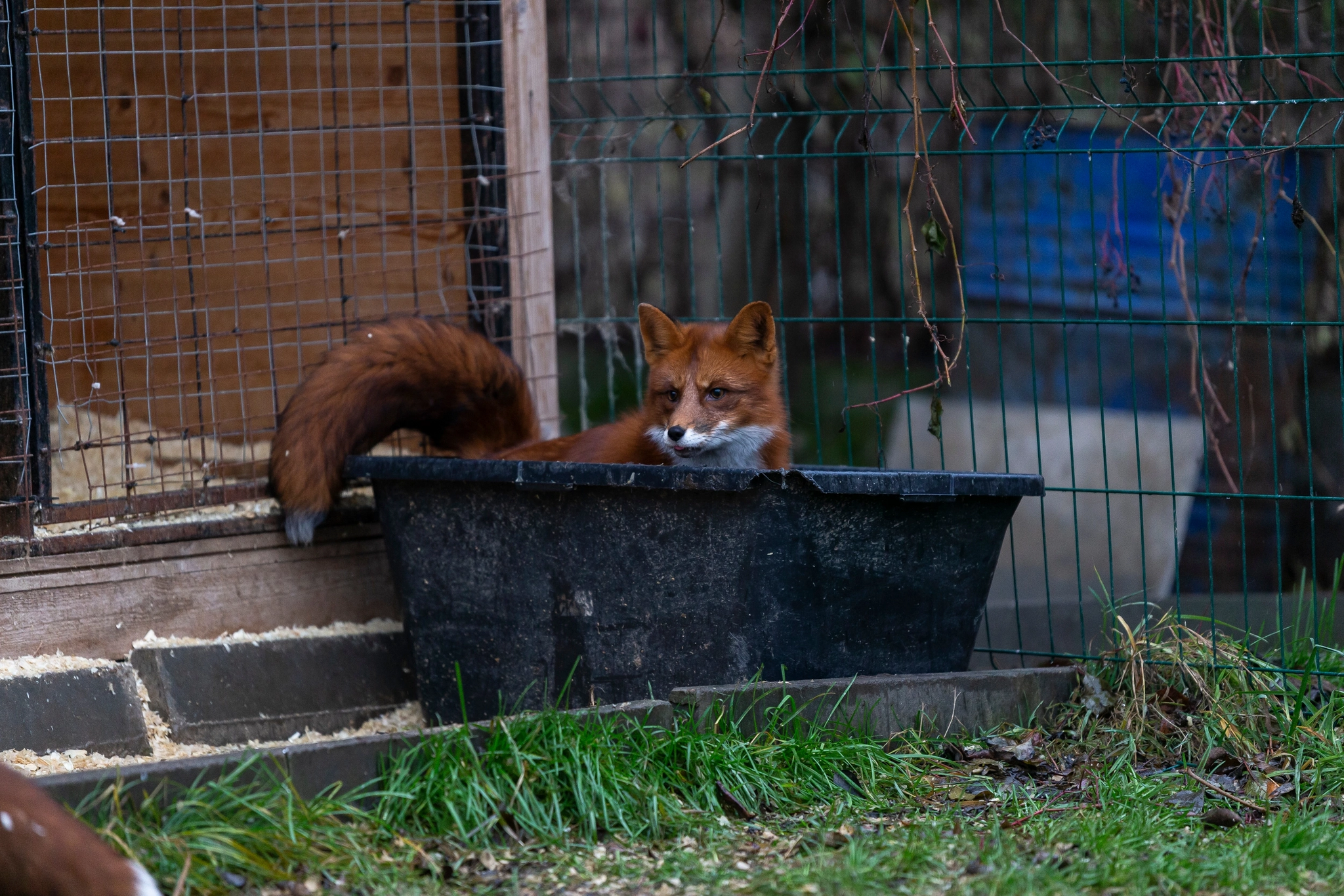 Fox and twig - My, Animals, Pets, Domestic fox, Fox, Longpost, The photo