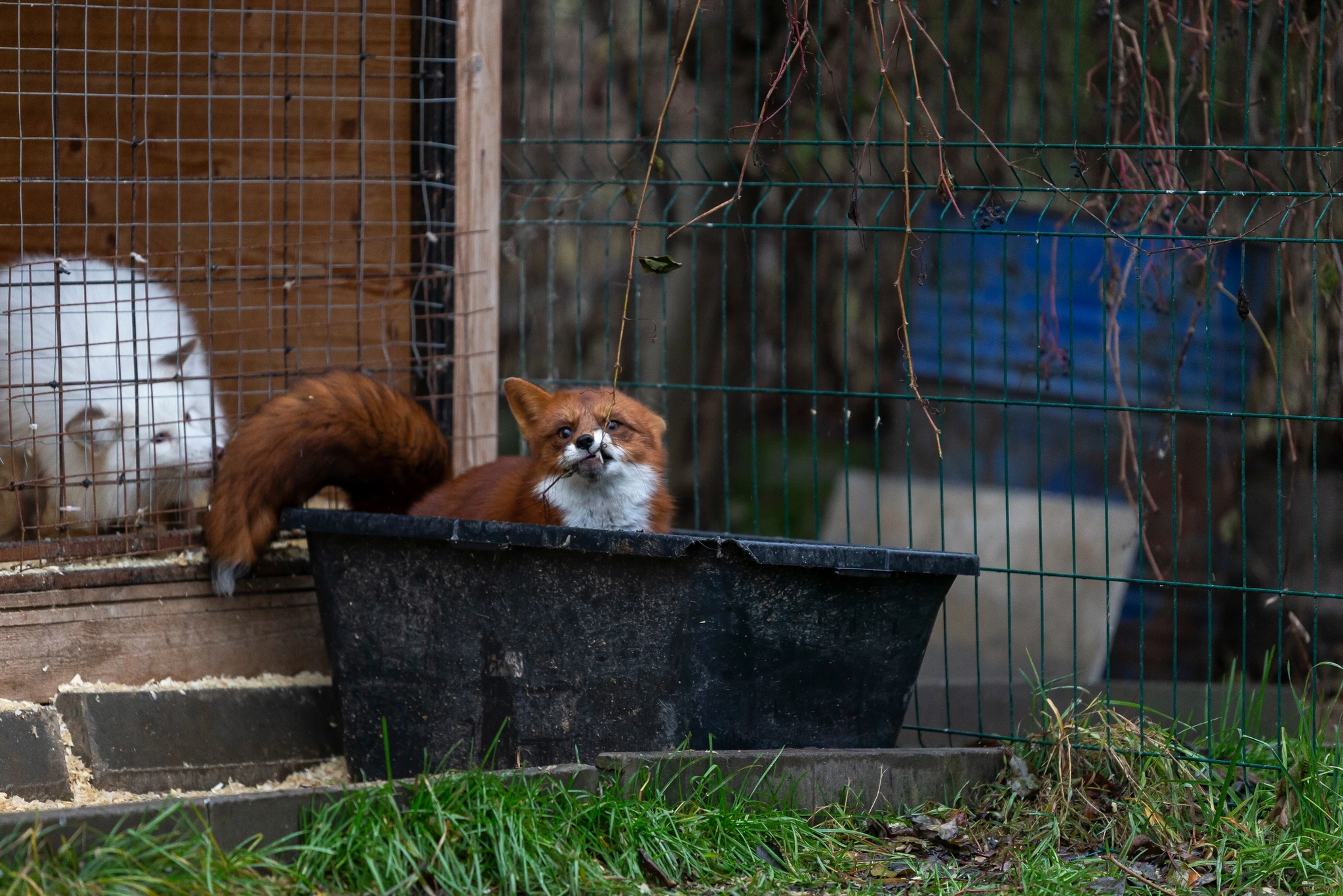 Fox and twig - My, Animals, Pets, Domestic fox, Fox, Longpost, The photo