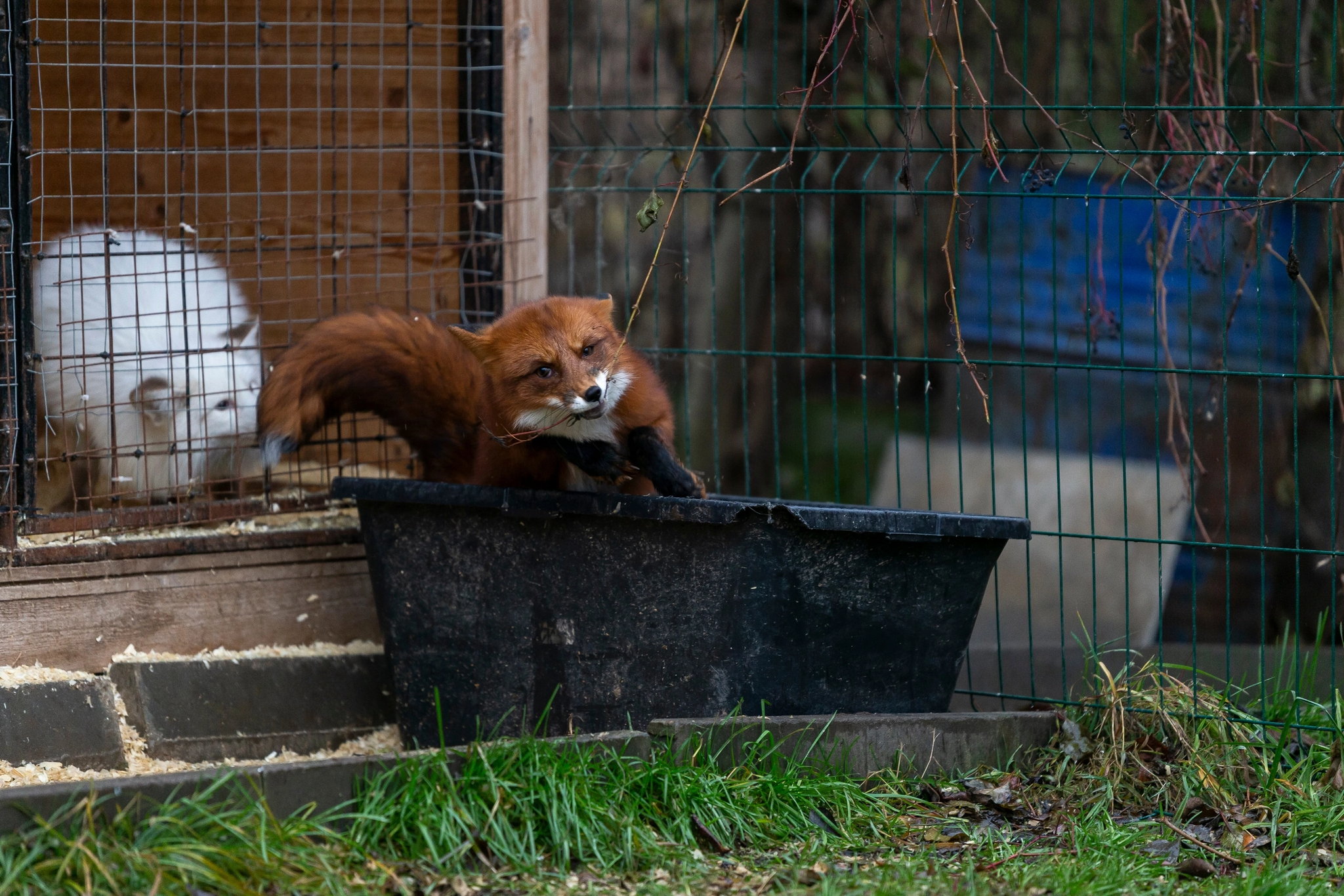 Fox and twig - My, Animals, Pets, Domestic fox, Fox, Longpost, The photo