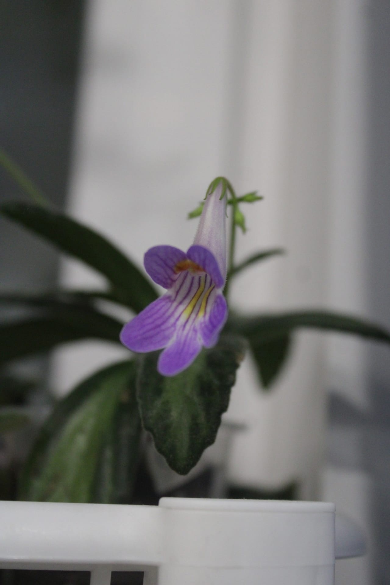 Primulina or Hirita - My, Houseplants, Plants, Bloom, Violets, Jungle, Floriculture, Flowers, Longpost, Plant growing