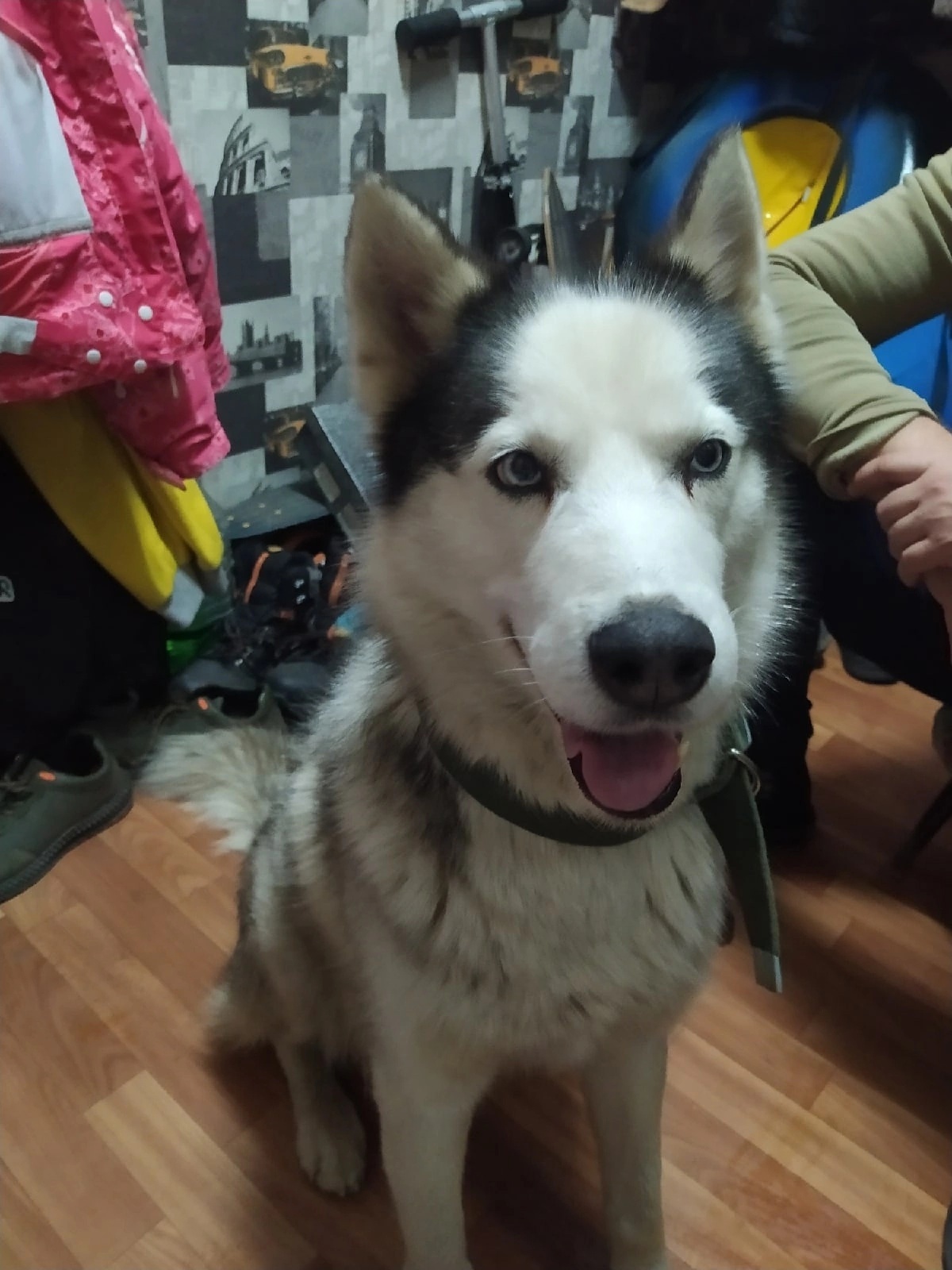 FOUND HUSKY DOG VORONEZH - My, Lost, Husky, Found a dog, Voronezh, North, Dog, No rating, Longpost