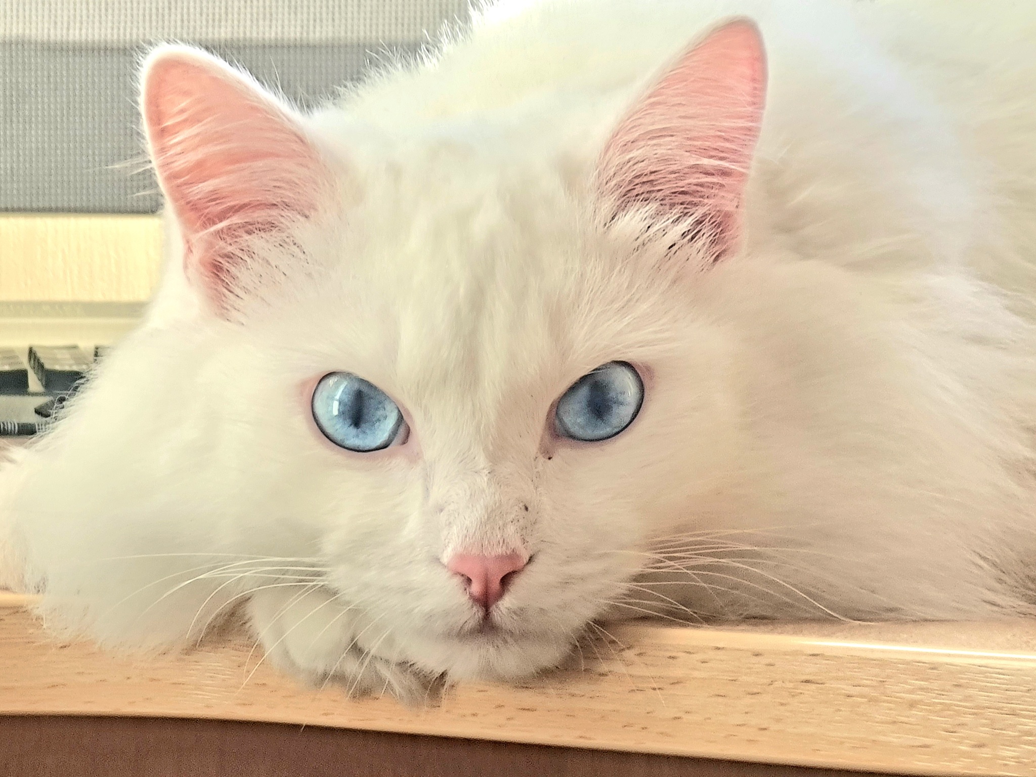 cat - My, cat, Blue eyes, Pets