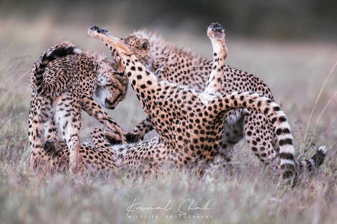 flunked mom - Cheetah, Rare view, Small cats, Cat family, Predatory animals, Animals, Wild animals, wildlife, Nature, Africa, The photo, Young, Mammals