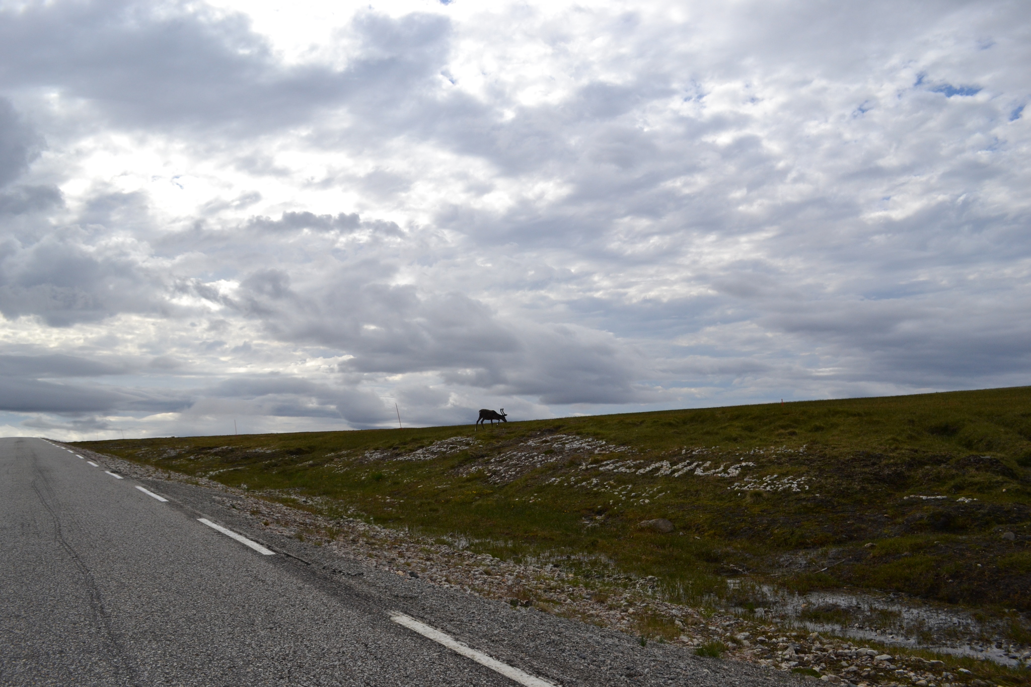 North Cape Symphony for the Urals with sidecar (3) - My, Moto, Norway, Travels, North cape, Happiness, Finland, Туристы, Vacation, Relaxation, Lapland, Tourism, Ural motorcycle, Eames, Oppose, Saidkar, Fjords, Longpost